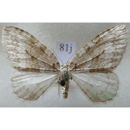 Epirrita christyi (Allen, 1906) Paśnik grabowiak Czech81j
